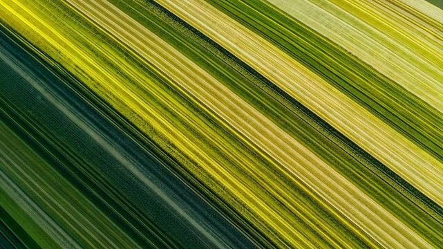 Vibrant patchwork of green and yellow fields stretching across rural landscape during golden hour
