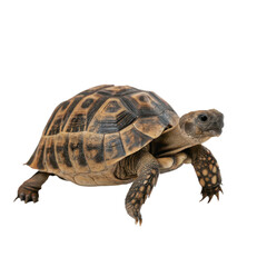 Obraz premium A tortoise moving slowly with a patterned shell, showcasing its earthy tones and sturdy legs isolated on transparent background.