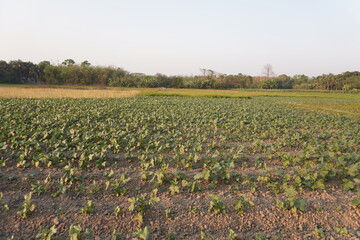 Okra plants are planted in the agricultural field, surrounded with vegetation