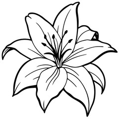 black and white lily