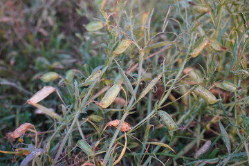 Several pods are found on the alfalfa plant on the grassy field 