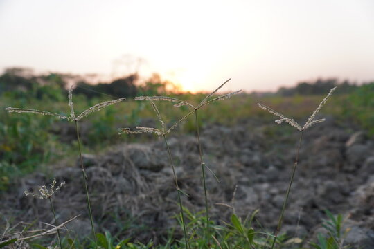Digitaria ciliaris, also known as southern crabgrass on the field 