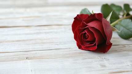 Lush red rose bloom on weathered white wood background