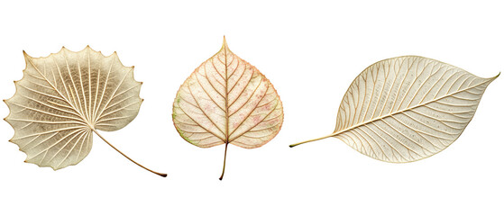 Three dried leaves. isolated with transparent background
