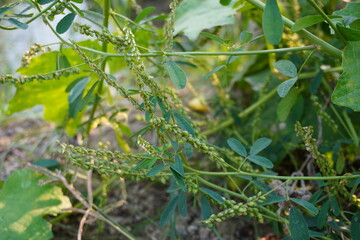 A close-up of the seed head of the Hackelia virginiana, commonly known as Virginia stickseed or beggar's lice