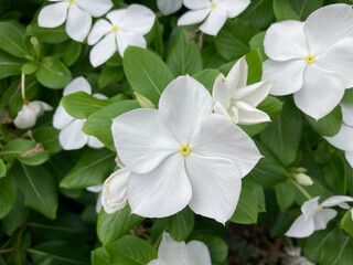 Beautiful White flowers and plants