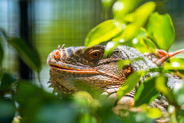 Close -up of Green Iguana (iguana iguana) or American iguana, Panaewa Rainforest Zoo and Gardens, Hawaii