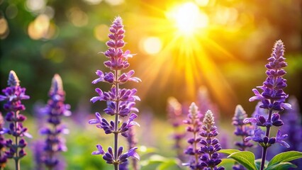 Naklejka premium Sunlit Sage Flowers in Garden - Vibrant Purple Blooms with High Depth of Field