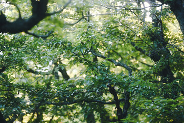 Morning light over the green aspen foliage