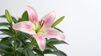 Fototapeta premium Pink lily flower with green leaves and buds. Simple background