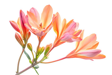 Elegant Peach Color Flowers in Full Bloom with Transparent Background Delicate Petals and Botanical Detail Floral Composition with Bright and Vibrant Colors