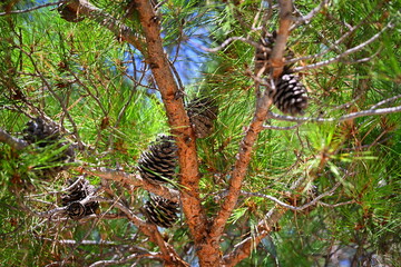 Colorful pine cones on tree branches