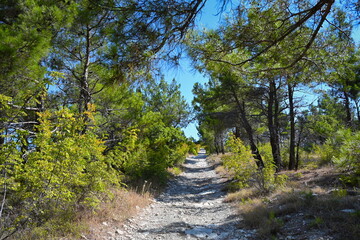 Obraz premium Ascent path along a dirt road near Gelendzhik