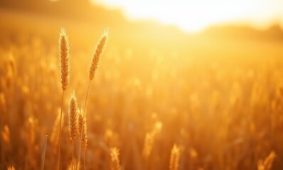 Golden wheat field at sunset