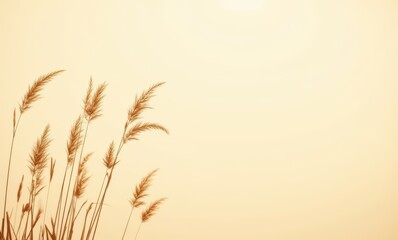 Golden grass swaying in the sunlight