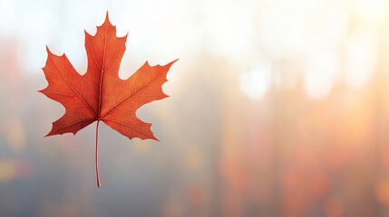 Fototapeta premium Red maple leaf floating in soft sunlight. Autumnal, vibrant, nature image
