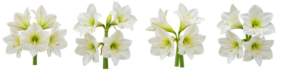 Trio of White Amaryllis, Cut Out Set