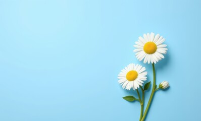 Daisies on a blue background