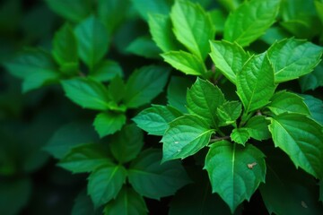 Dense emerald green leaves, natural texture, bright light , wallpaper, plant