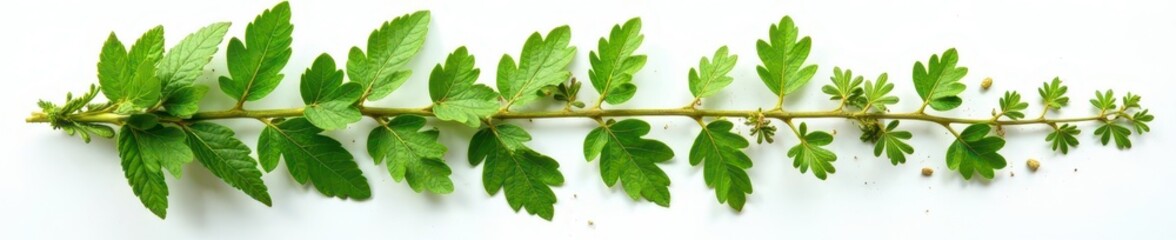 Fototapeta premium Dried oregano leaves, textured, scattered on white , overhead, plant