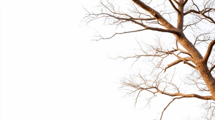 Stark brown tree branches reach against a bright white backdrop