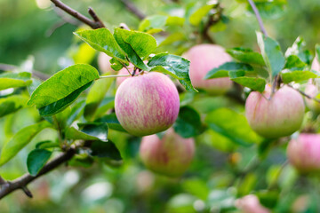 Ripe Pink Apples Hanging from a Tree Branch in a Green Orchard