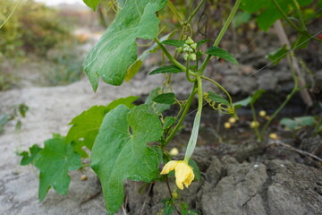 A tiny growing sponge gourd is on its plant, a climbing plant 