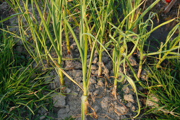 The base of the onion plants on the agricultural field 