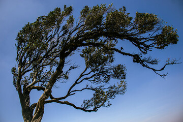 A tree blown by the wind on top of a hill on a windy clear sky day