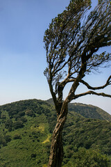 Obraz premium A tree blown by the wind on top of a hill on a windy clear sky day