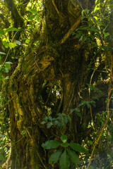 Mysterious shapes formed by tree branches in a lush forest. 