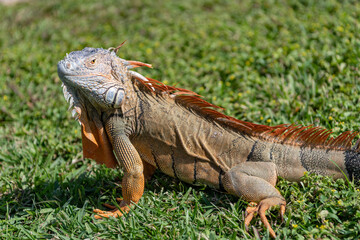 Exotic iguana reptile. Exotic reptile animal. Wildlife fauna. Reptile animal in nature. Wildlife zoo jungle. Iguana lizard in tropical jungle. Madagascar iguana herbivorous lizard. Rainforest iguana