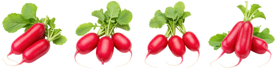 French Breakfast Radishes, Cut Out Set