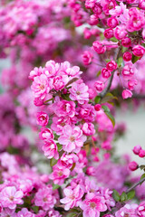 floral seasonal sakura blossom. floral sakura blooming on branch. photo of floral sakura bloom.