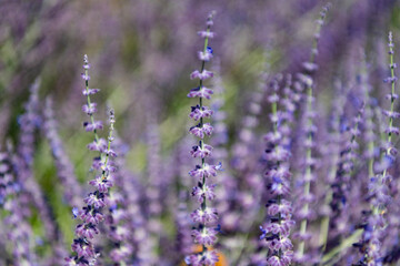 Obraz premium Sprig of Lavender. Field of lavender. Lavender flower in summer. France Provence field. Purple lavender bloom in nature. Composition of nature. Summer blooming flower. Blooming flower field