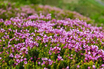 Fototapeta premium Meadow with wildflower of mountain heather flower in nature. Summer nature. Flowering plant. Flower of phyllodoce, landscape. Mountain heather blossom. Pink mountain heather meadow flower