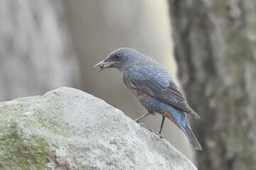 blue rock thrush in a field