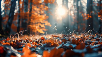 Bright sunlight filters through the trees, casting light on fallen autumn leaves in a serene forest setting..