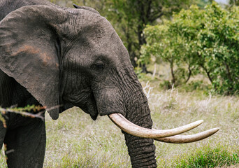 Obraz premium Close up elephant portrait, side view. Big tusks