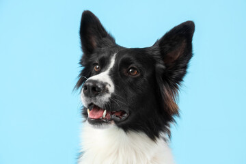 Cute Border Collie dog on blue background, closeup