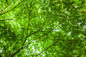 green leaves background