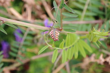ナヨクサフジの蕾
