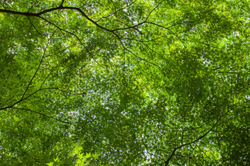 green leaves background