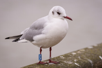 Black-headed Gull bird, Chroicocephalus ridibundus with ring.