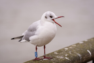 Black-headed Gull bird, Chroicocephalus ridibundus with ring.