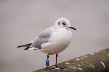 Black-headed Gull bird, Chroicocephalus ridibundus with ring.