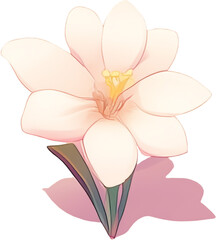 pink orchid on white background