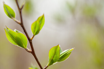 fresh green leaves