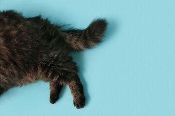 Obraz premium Paws of cute cat on blue background