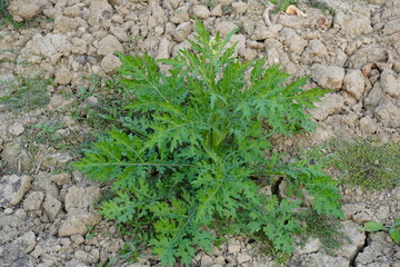 Santa Maria feverfew plant is growing on the soil